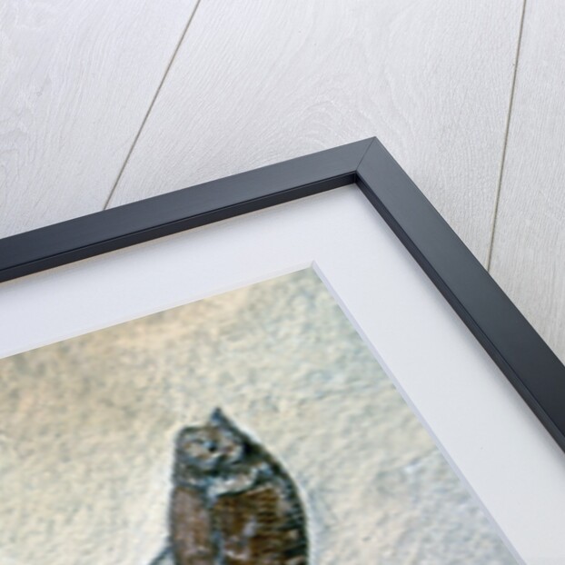 Fish Fossil by Anonymous