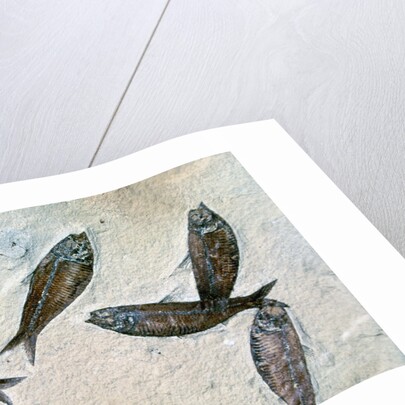 Fish Fossil by Anonymous