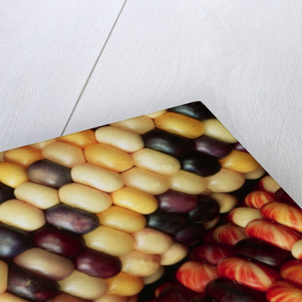 Indian Corn by Anonymous