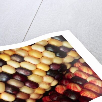 Indian Corn by Anonymous