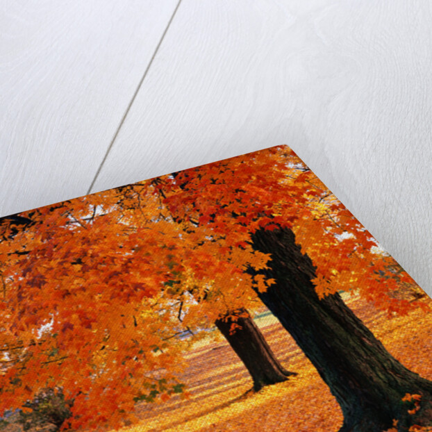 Maple Trees in Autumn by Anonymous