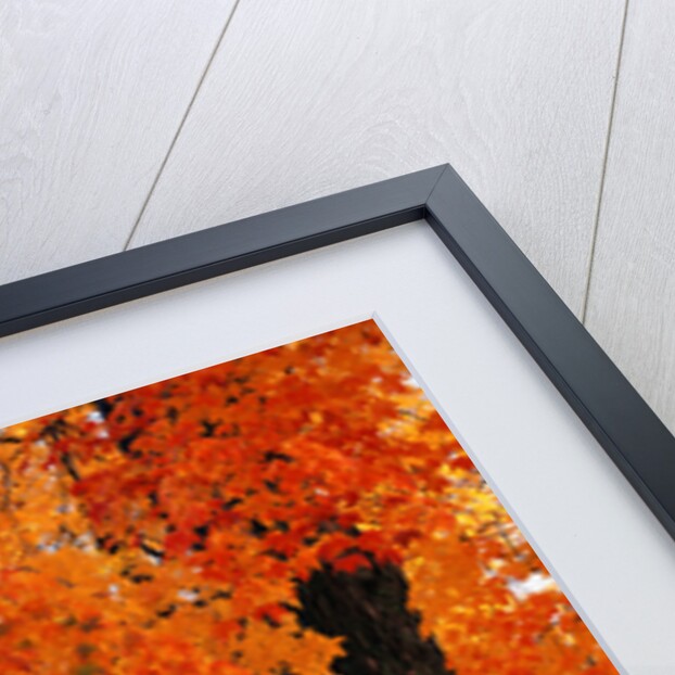 Maple Trees in Autumn by Anonymous