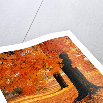 Maple Trees in Autumn by Anonymous