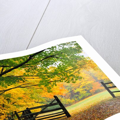 Fall Foliage Surrounds an Open Gate by Anonymous