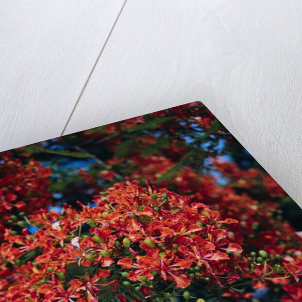 Poinciana Tree in Bloom by Anonymous