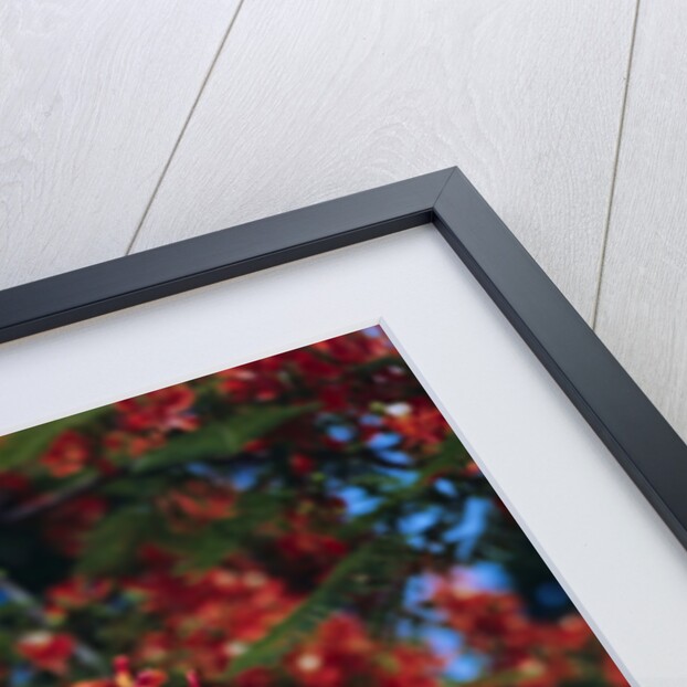 Poinciana Tree in Bloom by Anonymous
