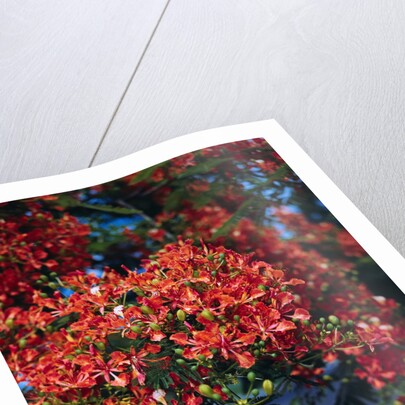 Poinciana Tree in Bloom by Anonymous
