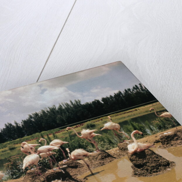 Pink Flamingos Gathering by Their Nests by Anonymous