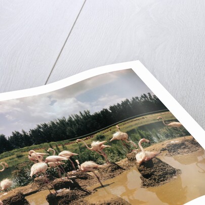 Pink Flamingos Gathering by Their Nests by Anonymous