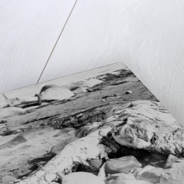 Unusual Animal Washed Ashore onto the Beach by Anonymous