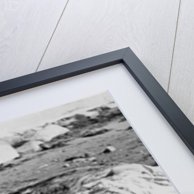 Unusual Animal Washed Ashore onto the Beach by Anonymous