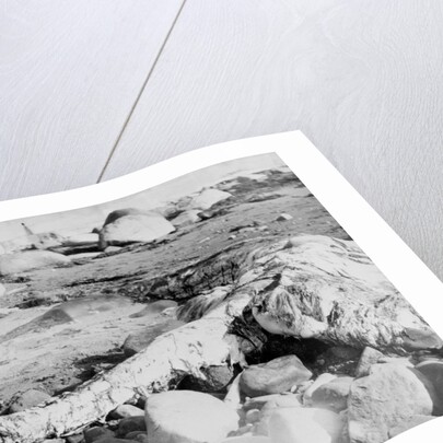 Unusual Animal Washed Ashore onto the Beach by Anonymous