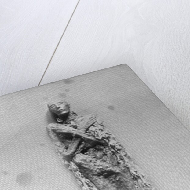 The Mummy of King Ramses by Anonymous