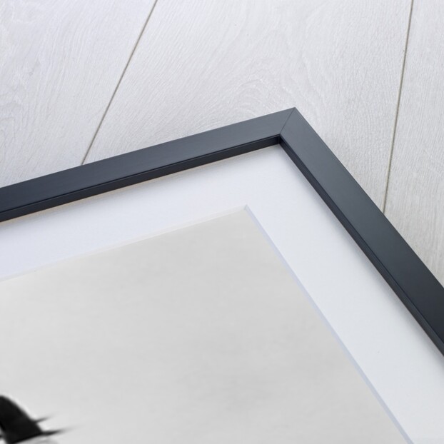 The Convair XFY-1 Plane During Takeoff by Anonymous