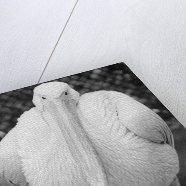 View of Pelican by Anonymous