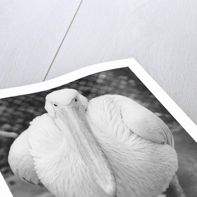 View of Pelican by Anonymous