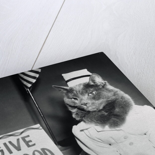 Cat Wearing Nurse Uniform by Anonymous