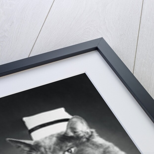 Cat Wearing Nurse Uniform by Anonymous