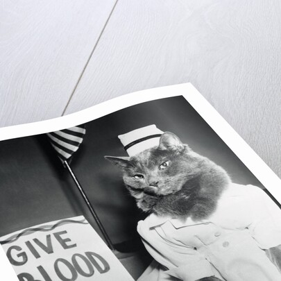 Cat Wearing Nurse Uniform by Anonymous