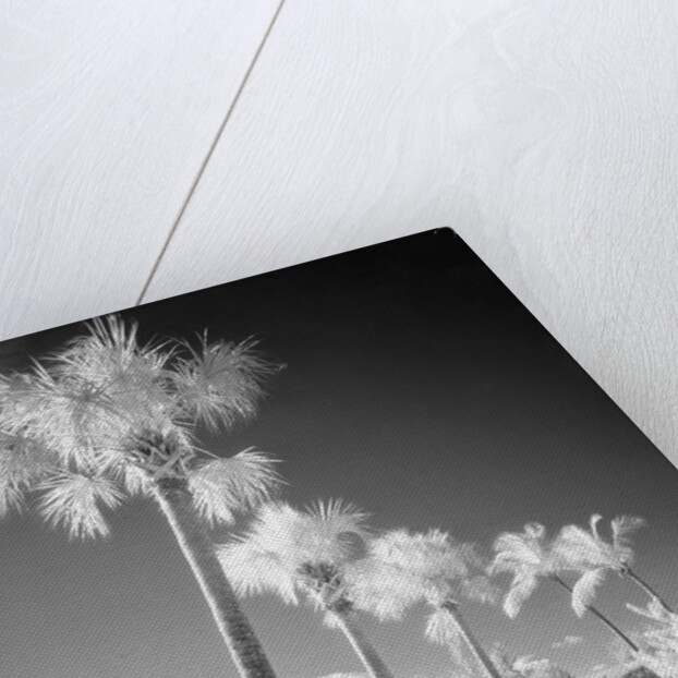 Palm Trees Appearing to Be Covered in Snow by Anonymous