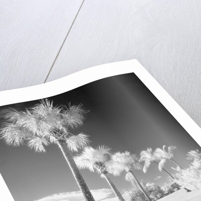 Palm Trees Appearing to Be Covered in Snow by Anonymous