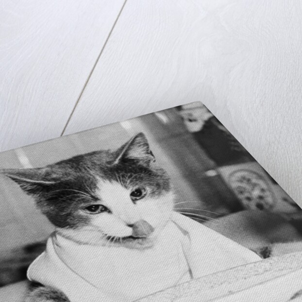 Cat Waiting to Eat by Anonymous