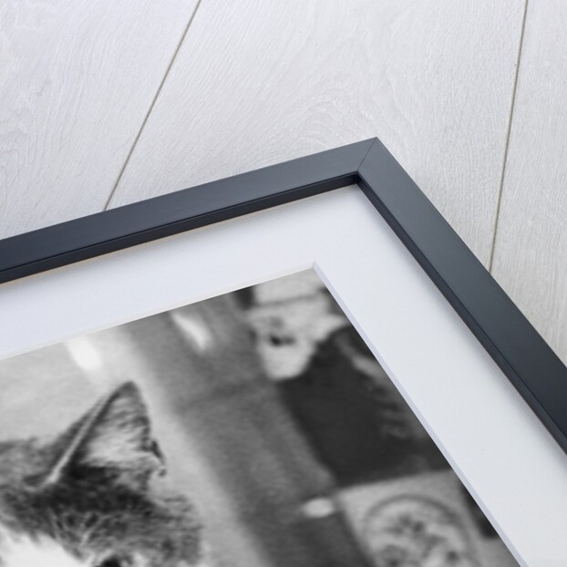 Cat Waiting to Eat by Anonymous