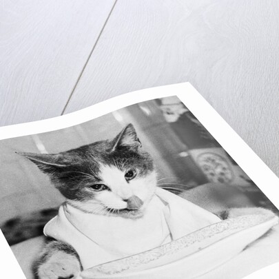 Cat Waiting to Eat by Anonymous