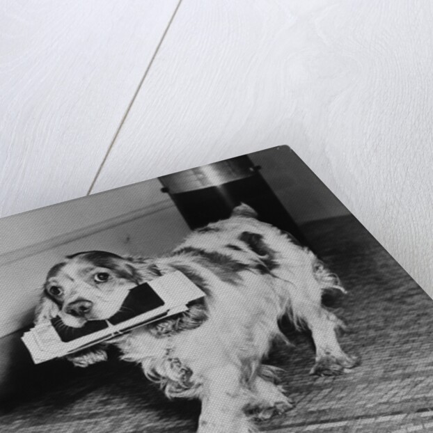 Cocker Spaniel Carrying Papers by Anonymous