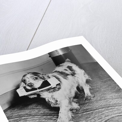 Cocker Spaniel Carrying Papers by Anonymous