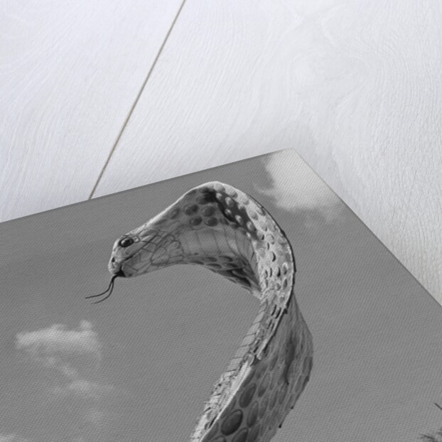 Giant Replica of King Cobra by Anonymous