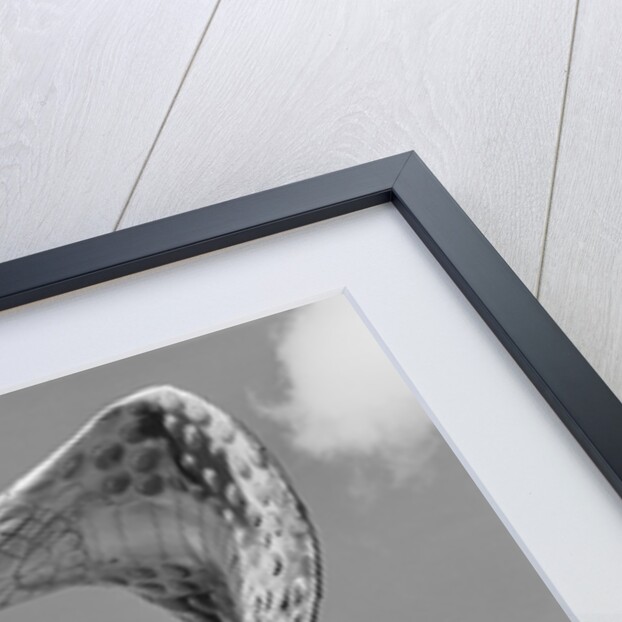 Giant Replica of King Cobra by Anonymous