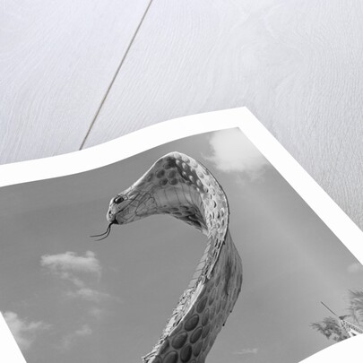 Giant Replica of King Cobra by Anonymous