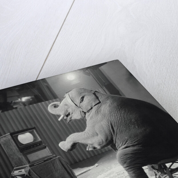 Elephant Watching Television by Anonymous