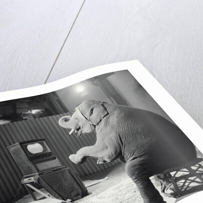 Elephant Watching Television by Anonymous