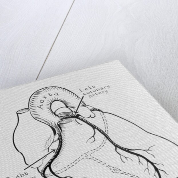 Heart Diagram by Anonymous