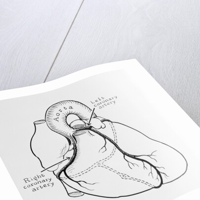 Heart Diagram by Anonymous