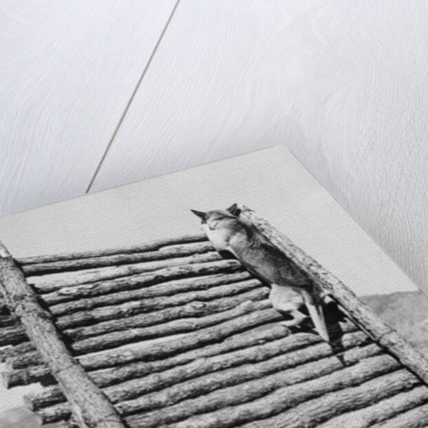 Army Sentry Dog Scales Wall by Anonymous