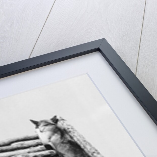 Army Sentry Dog Scales Wall by Anonymous