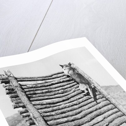 Army Sentry Dog Scales Wall by Anonymous