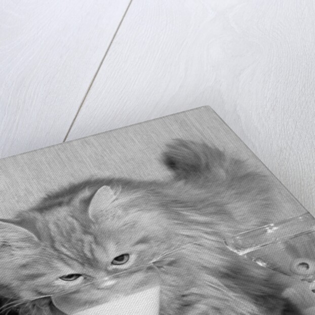 Kitten Choosing Milk over Martini by Anonymous