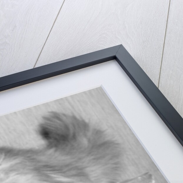 Kitten Choosing Milk over Martini by Anonymous