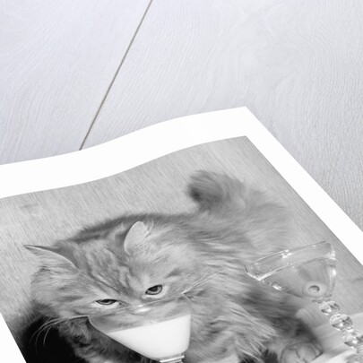 Kitten Choosing Milk over Martini by Anonymous