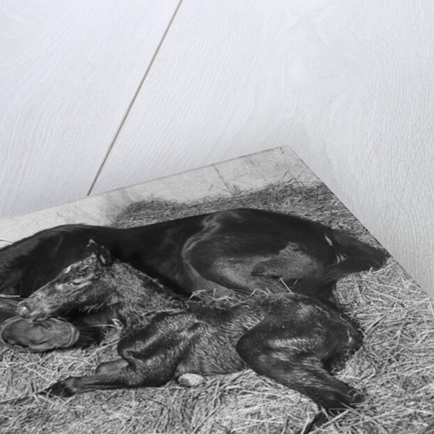 Andromeda and Foal by Anonymous