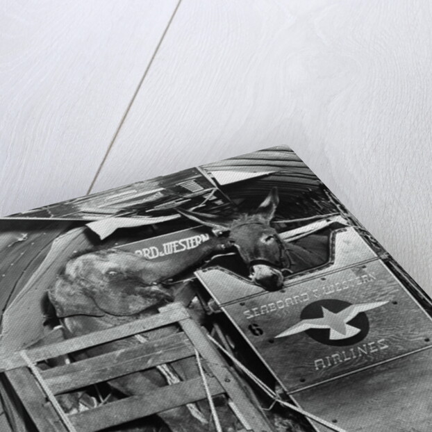 A Donkey and an Elephant by Anonymous