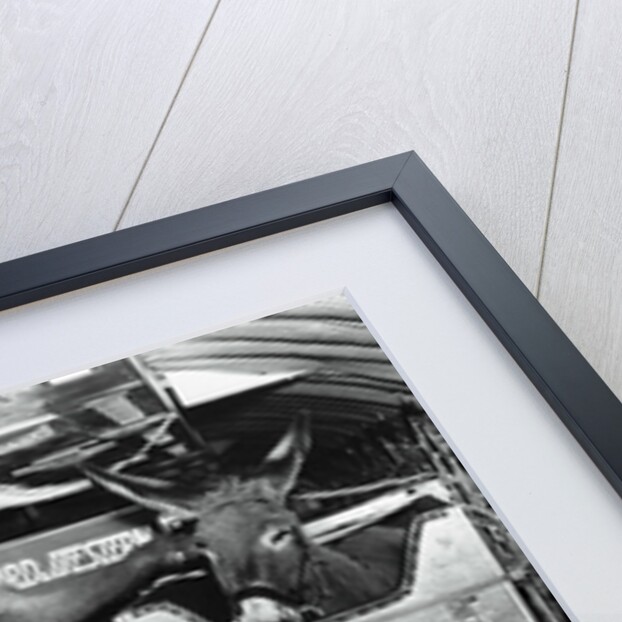 A Donkey and an Elephant by Anonymous