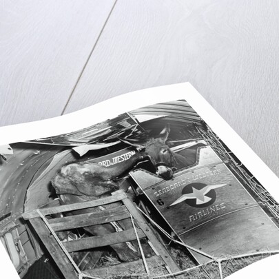 A Donkey and an Elephant by Anonymous