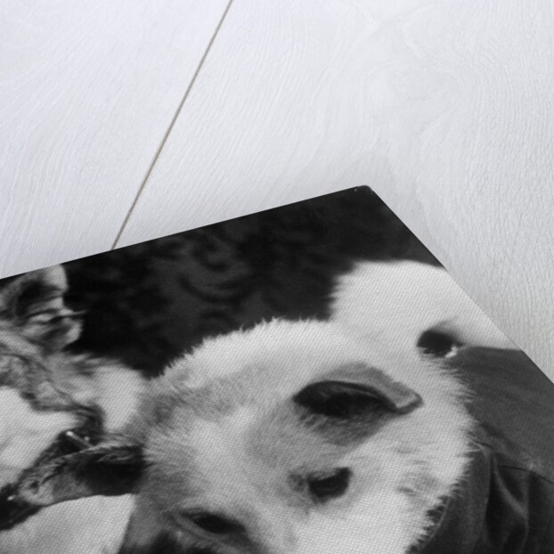 Canine Astronauts Strelka and Belka by Anonymous
