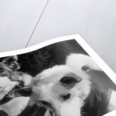 Canine Astronauts Strelka and Belka by Anonymous