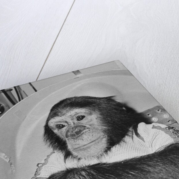 Space Travelling Monkey in Capsule by Anonymous